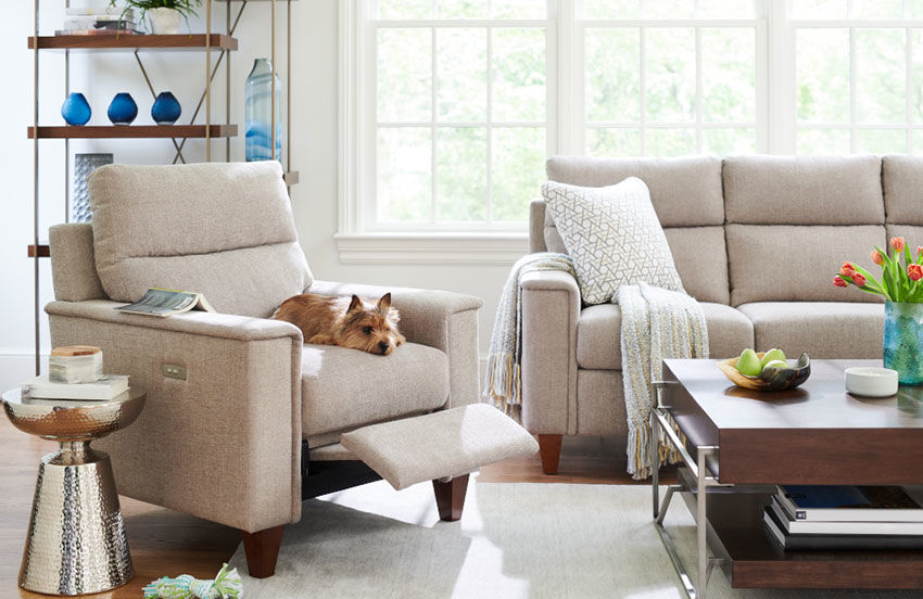 Dog in chair