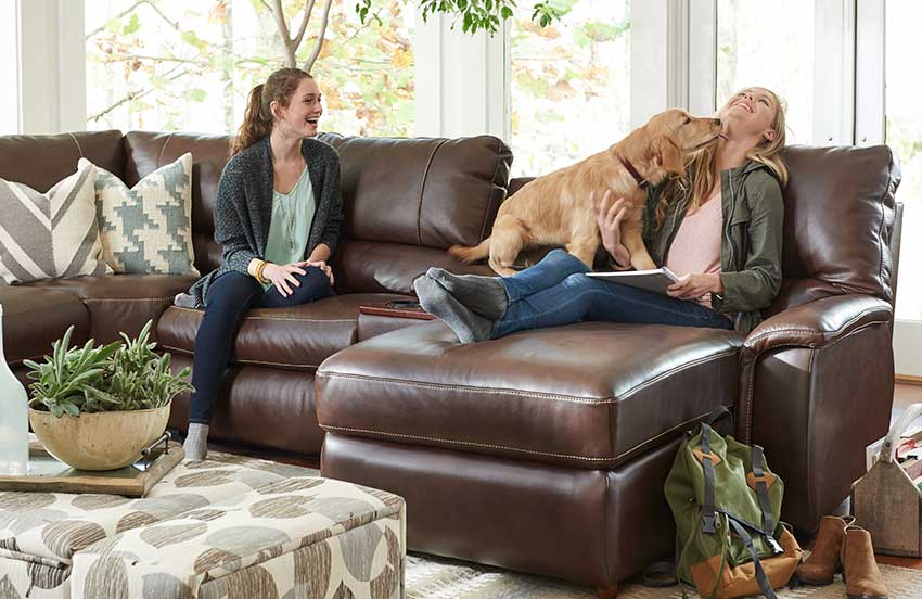 Pet on leather furniture